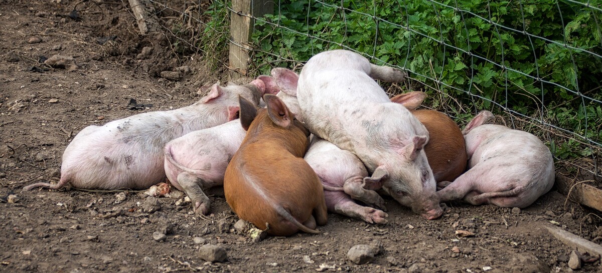 Pile of piglets